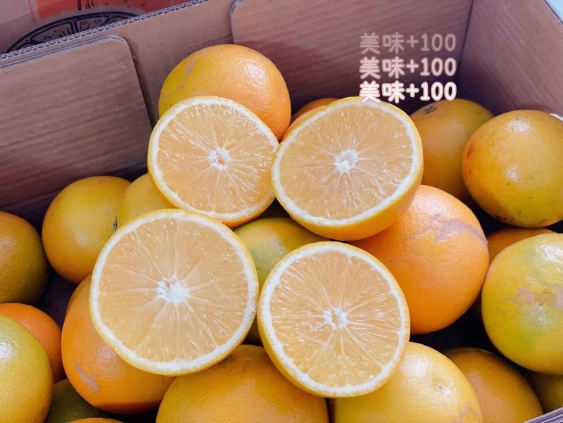 褚橙花斑果褚橙花斑果一件代发整车发货社区团购电商