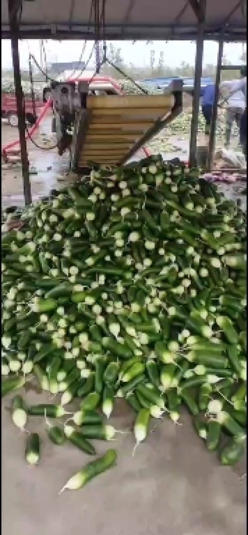 水果萝卜上市中