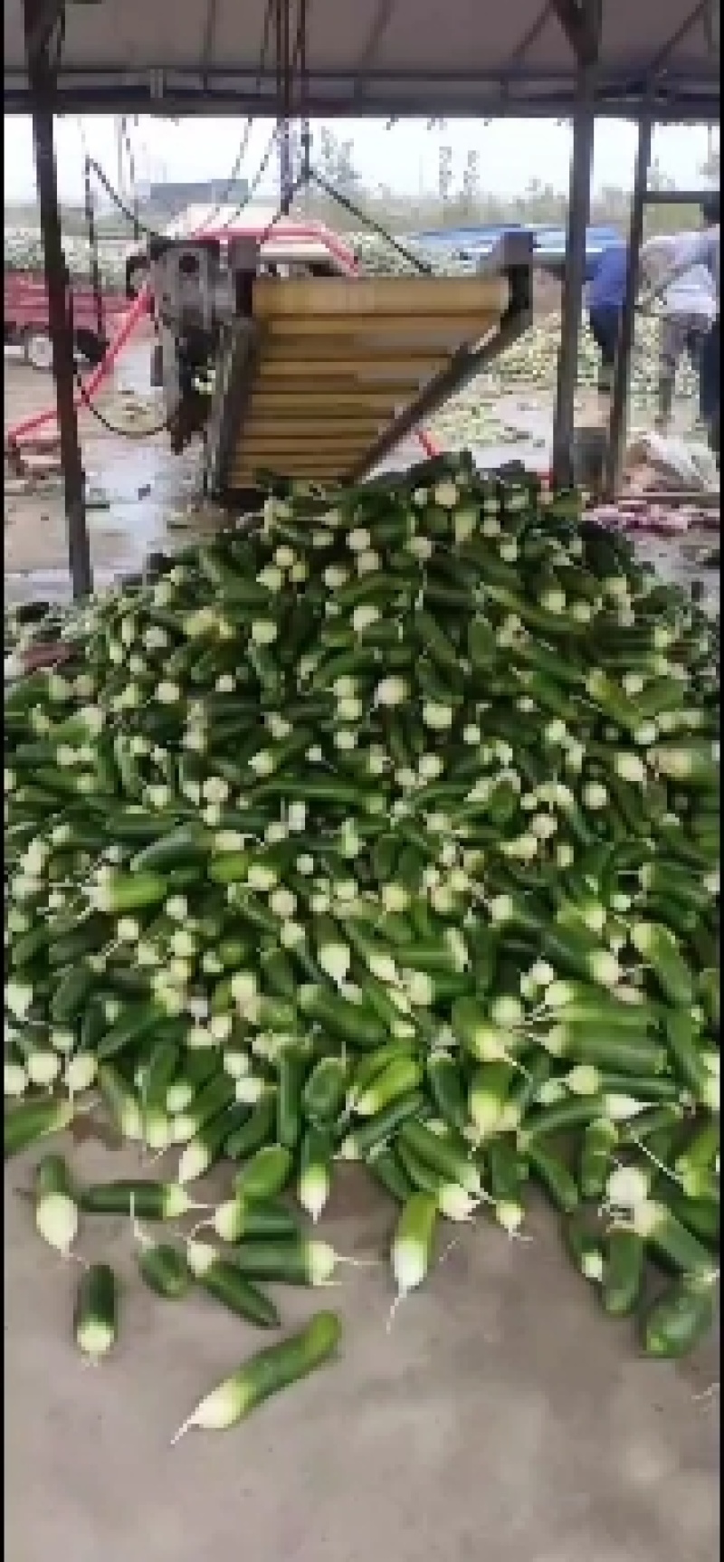 水果萝卜上市中
