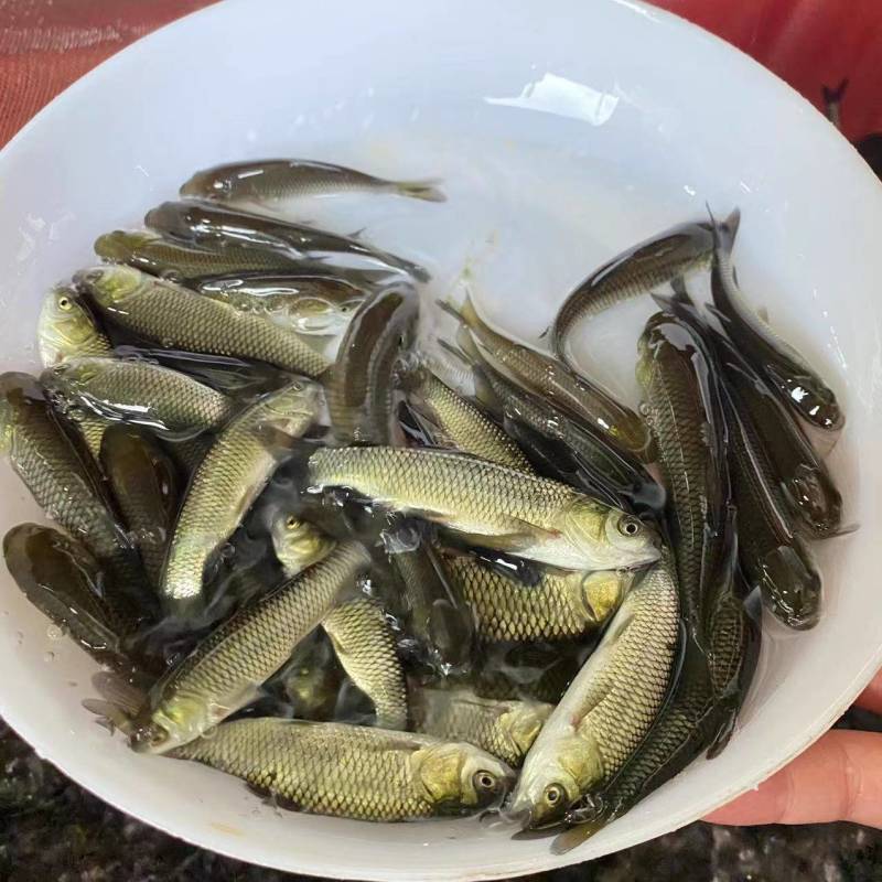 抗病毒草鱼苗规格齐全免费技术，全程跟踪指导