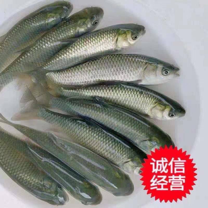 抗病毒草鱼苗规格齐全免费技术，全程跟踪指导