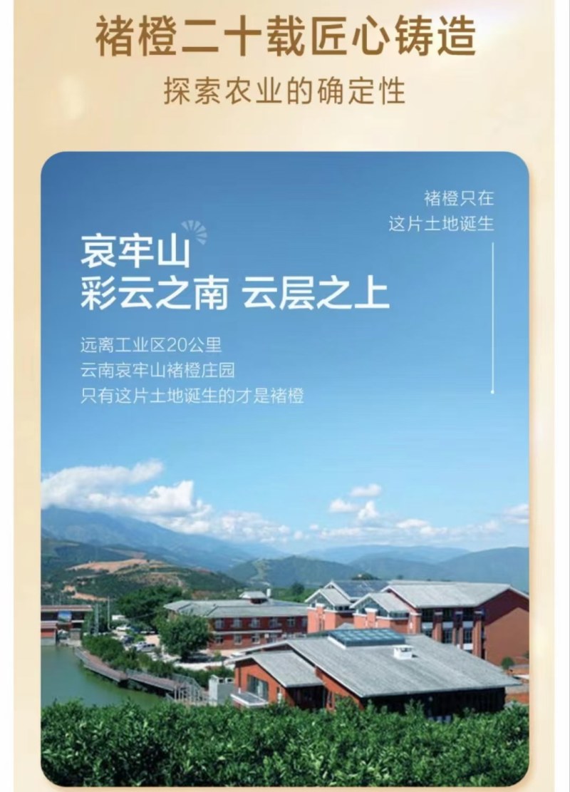 褚橙一件代发电商一件代发落地配社区团购