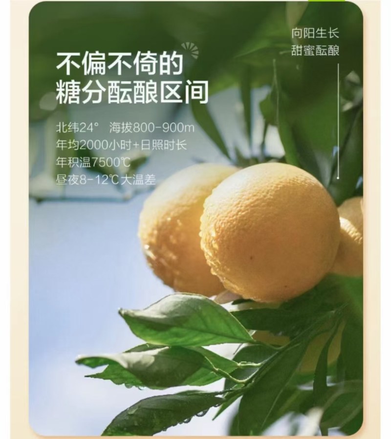 褚橙一件代发电商一件代发落地配社区团购
