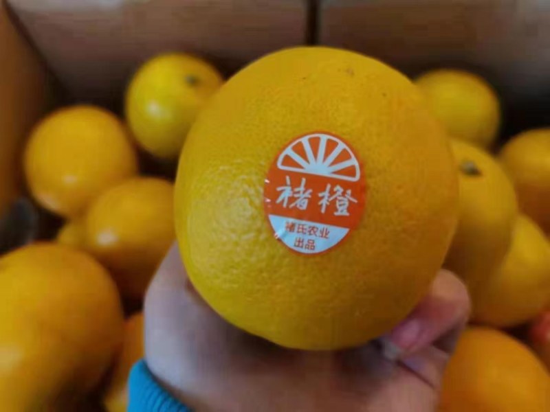 褚橙一件代发电商一件代发落地配社区团购