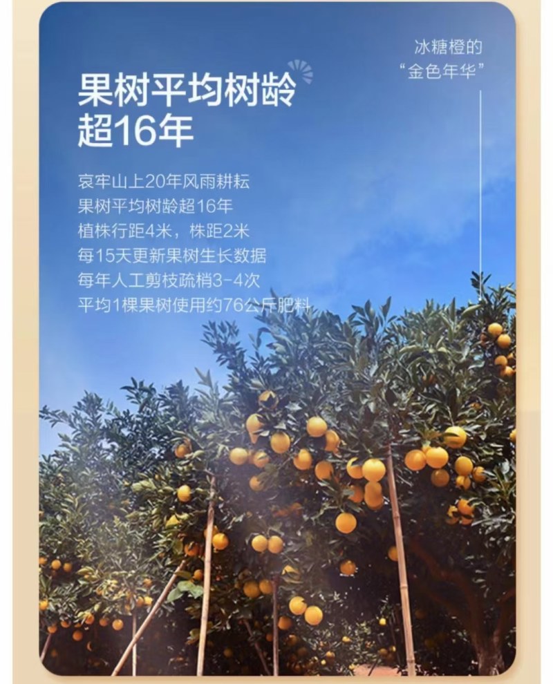 褚橙一件代发电商一件代发落地配社区团购