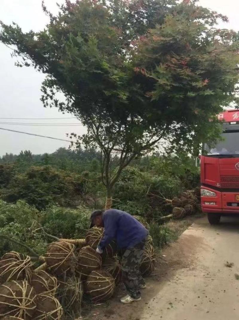 鸡爪槭