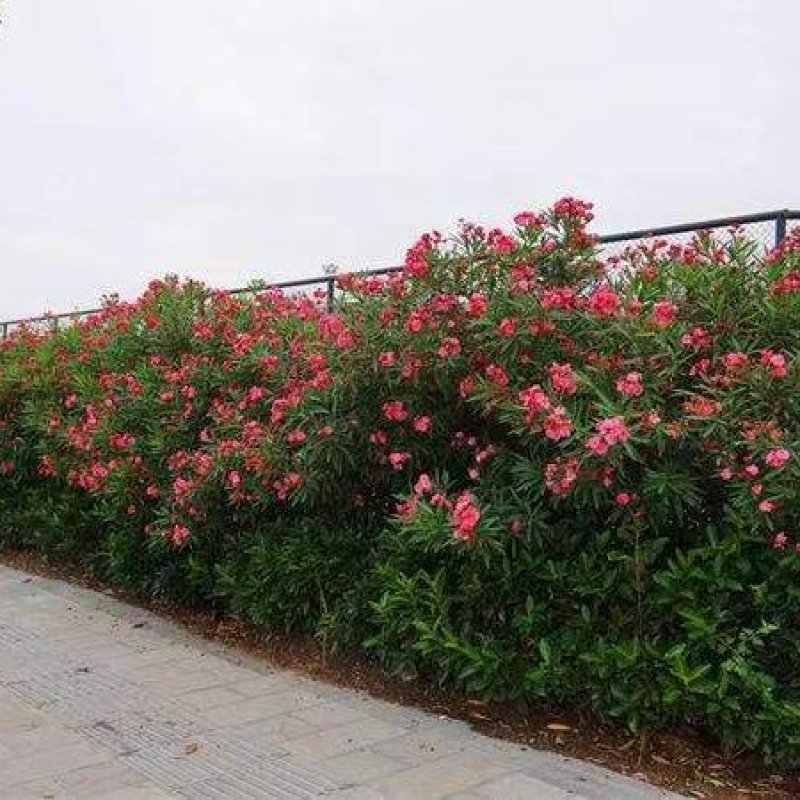 夹竹桃