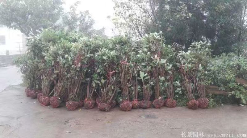 结香树苗