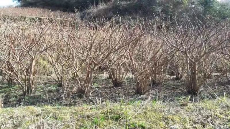 结香树苗