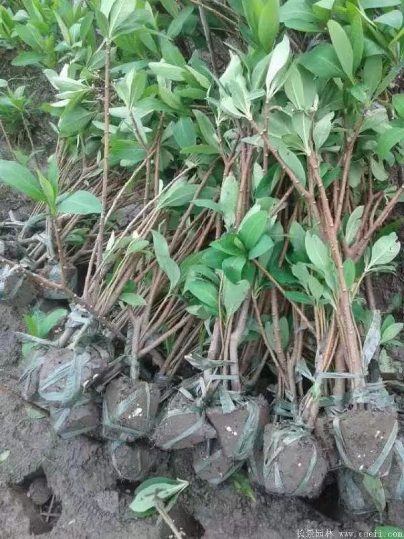 结香树苗