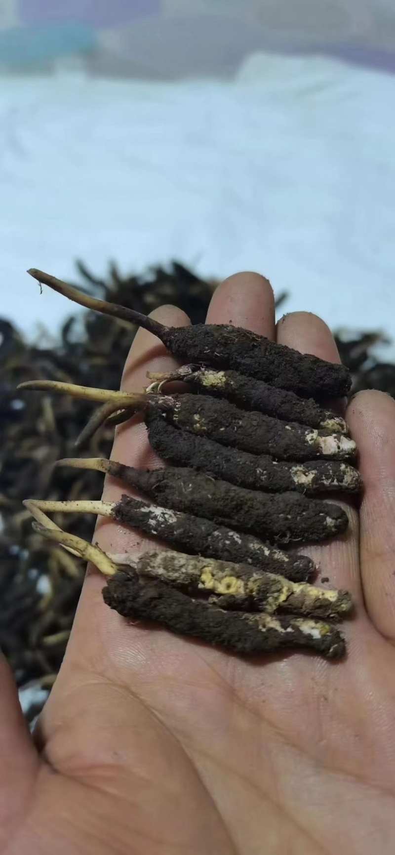 特产正品新鲜野生冬虫夏草正宗高海拔新草干草