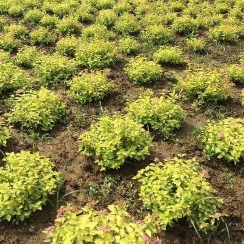 金山绣线菊