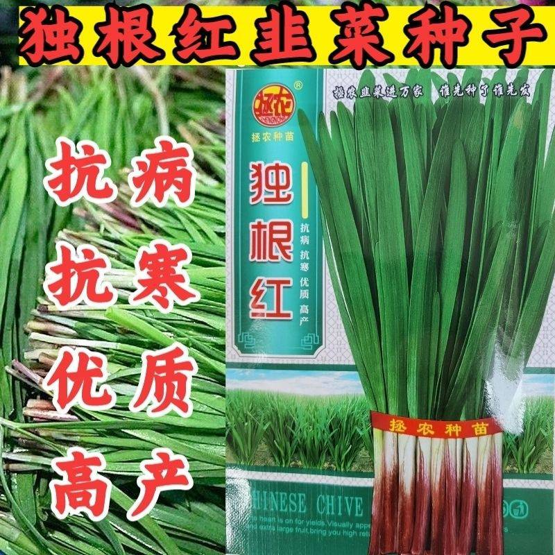 独根红韭菜种子红根韭菜种子耐寒耐热高产抗病
