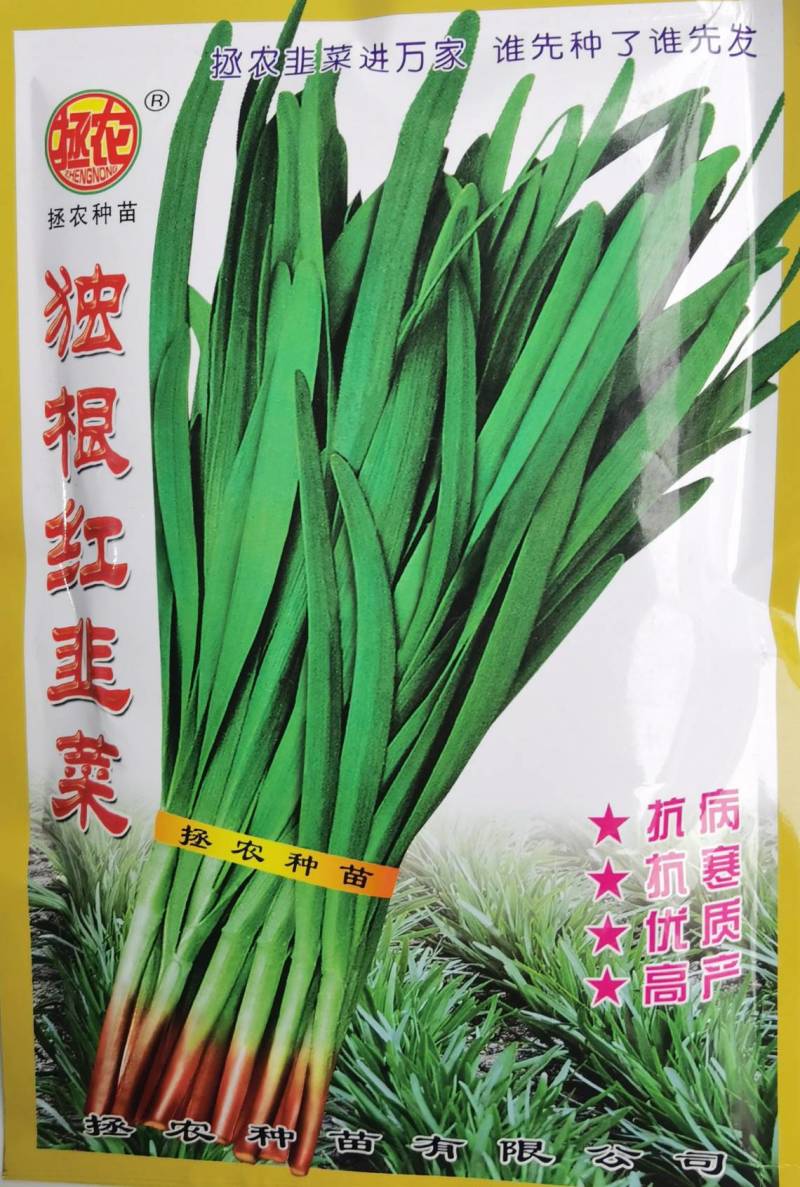 独根红韭菜种子红根韭菜种子耐寒耐热高产抗病