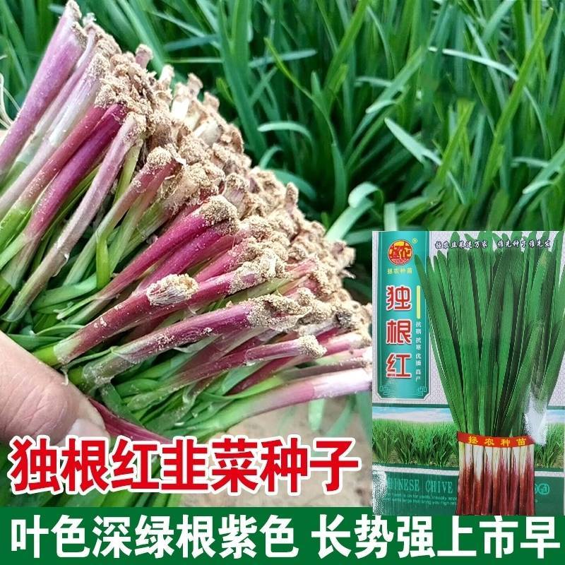 独根红韭菜种子红根韭菜种子耐寒耐热高产抗病