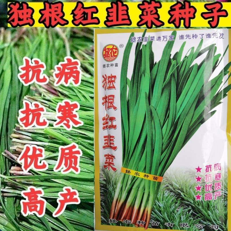 独根红韭菜种子红根韭菜种子耐寒耐热高产抗病