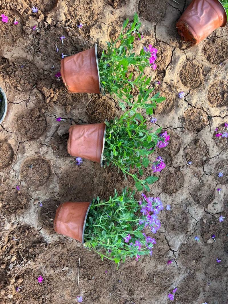 美女樱基地直发质量保证规格齐全视频发货