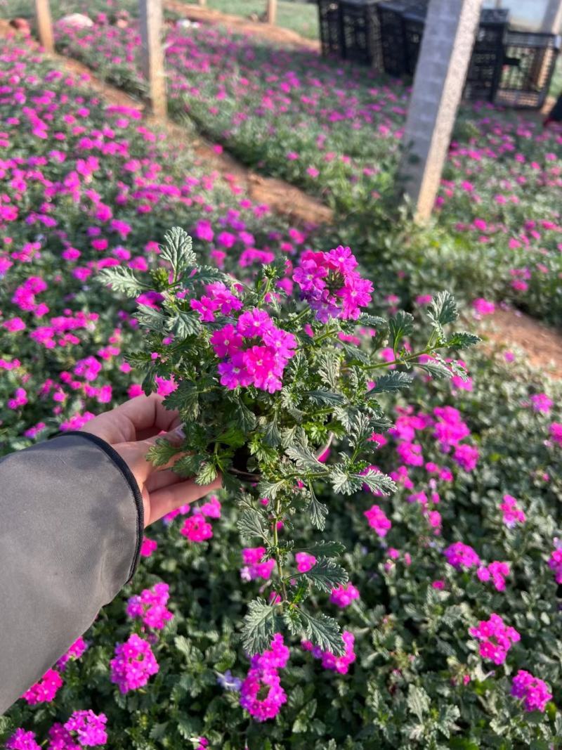 美女樱基地直发质量保证规格齐全视频发货