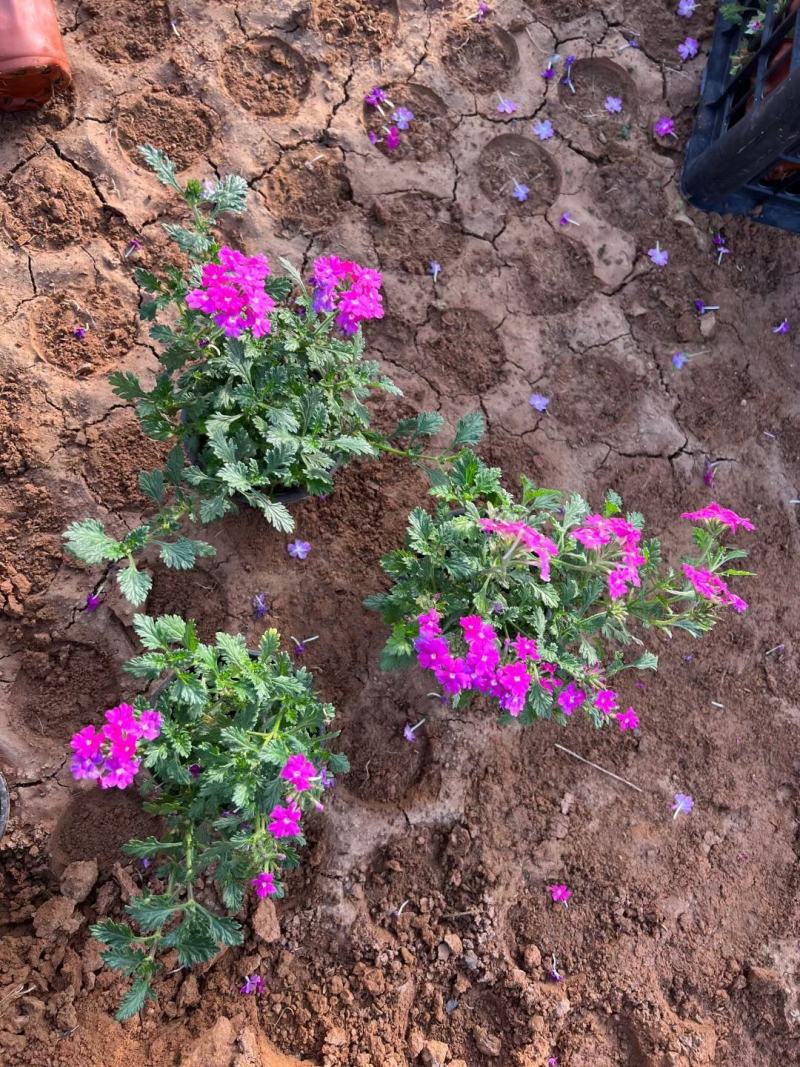 美女樱基地直发质量保证规格齐全视频发货