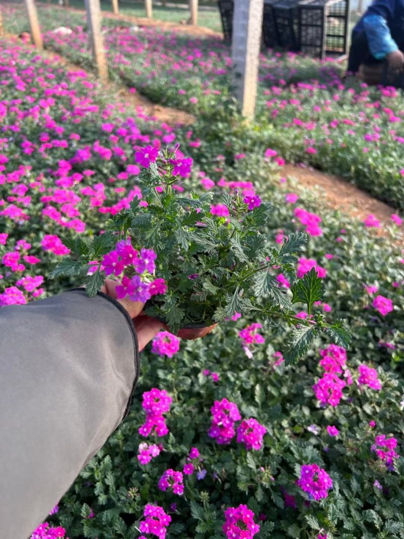 美女樱基地直发质量保证规格齐全视频发货