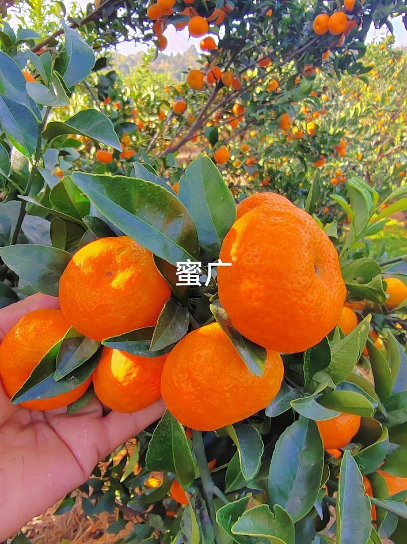 广西桂林蜜广（棉桔）臭橘对接市场商超电商等量大从优