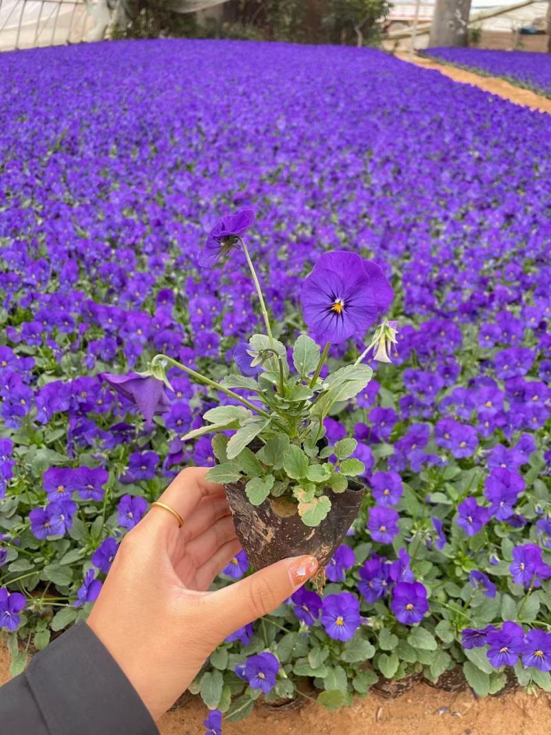 基地直发角堇绿化专用视频发货质量保证