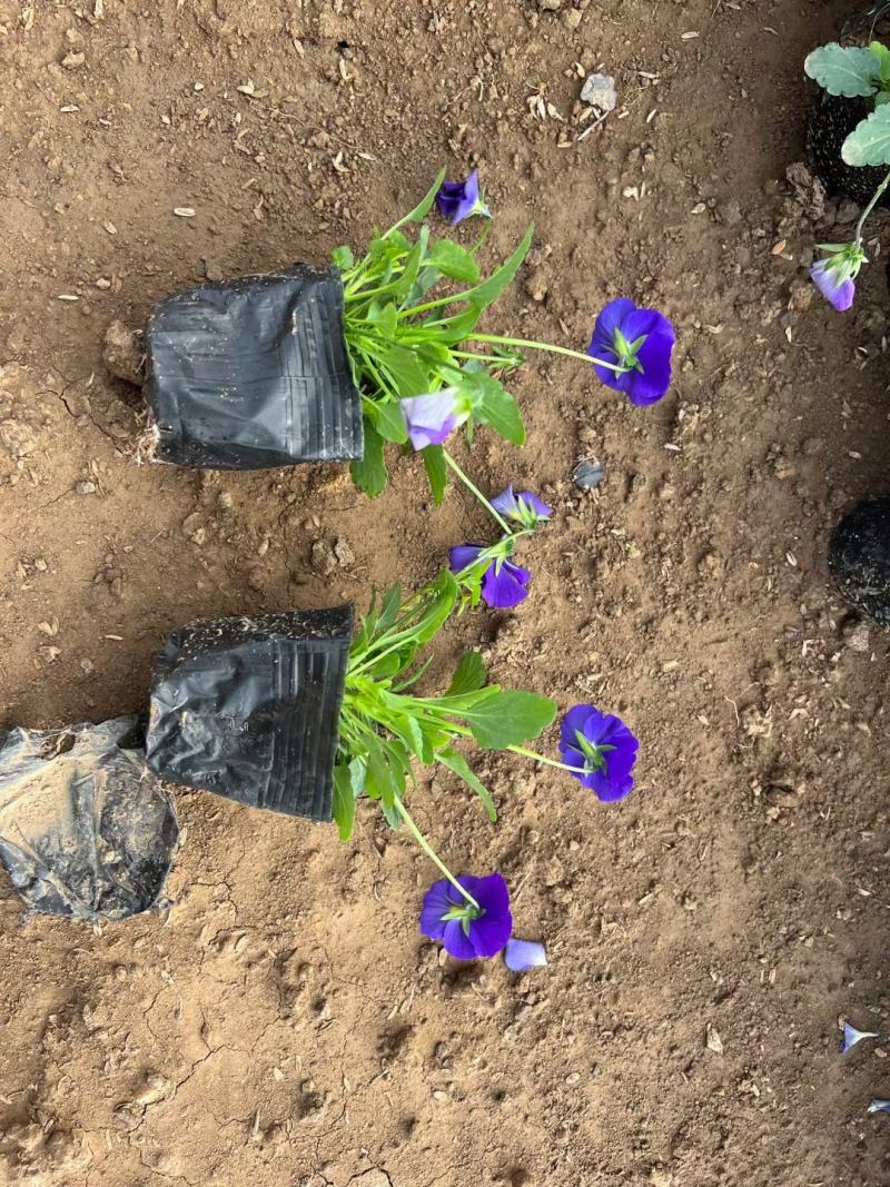 基地直发角堇绿化专用视频发货质量保证