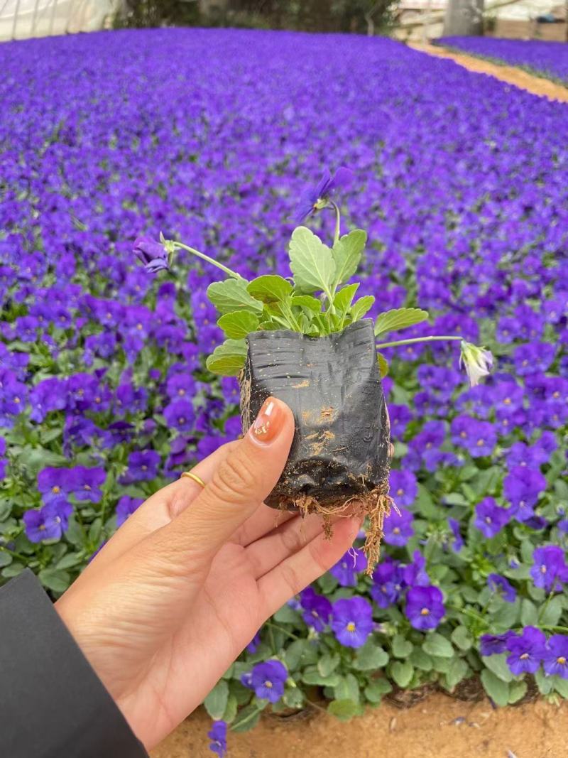 基地直发角堇绿化专用视频发货质量保证