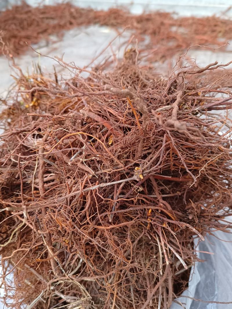 野生茜草