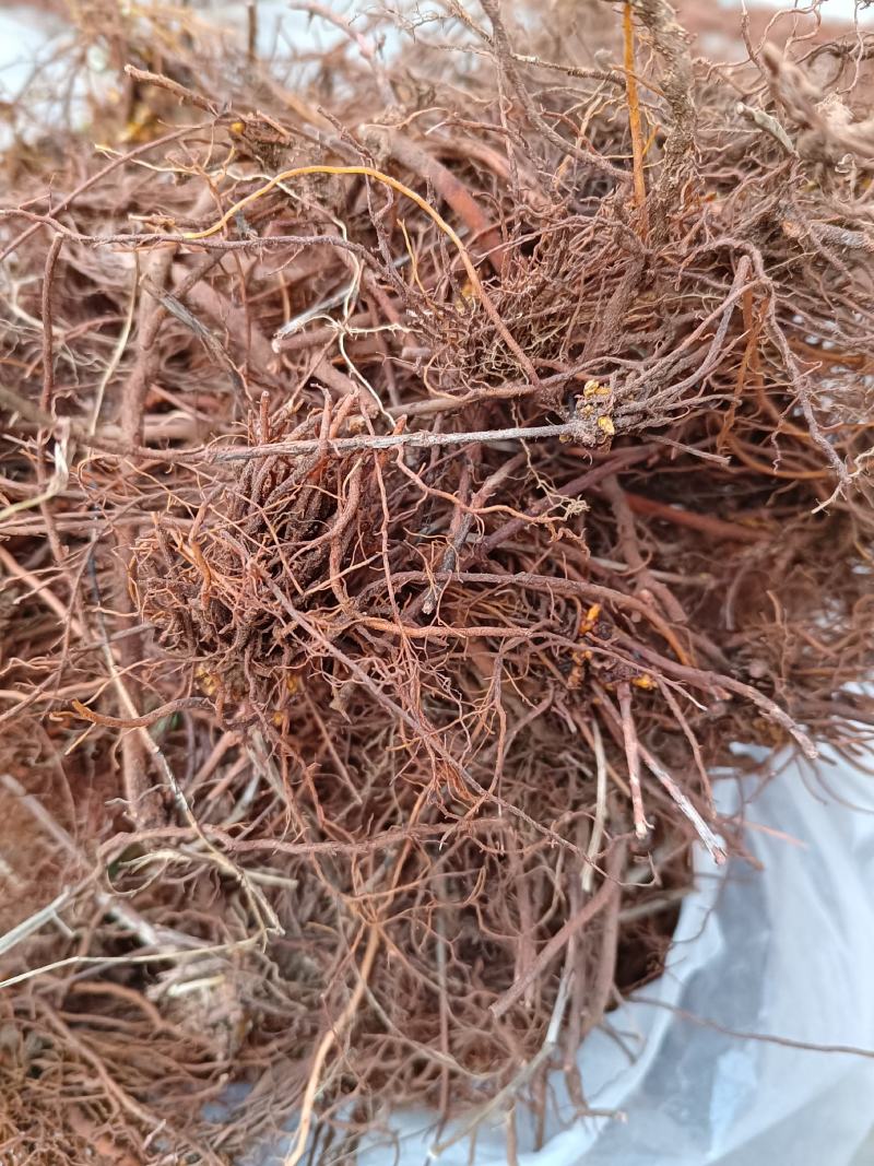 野生茜草