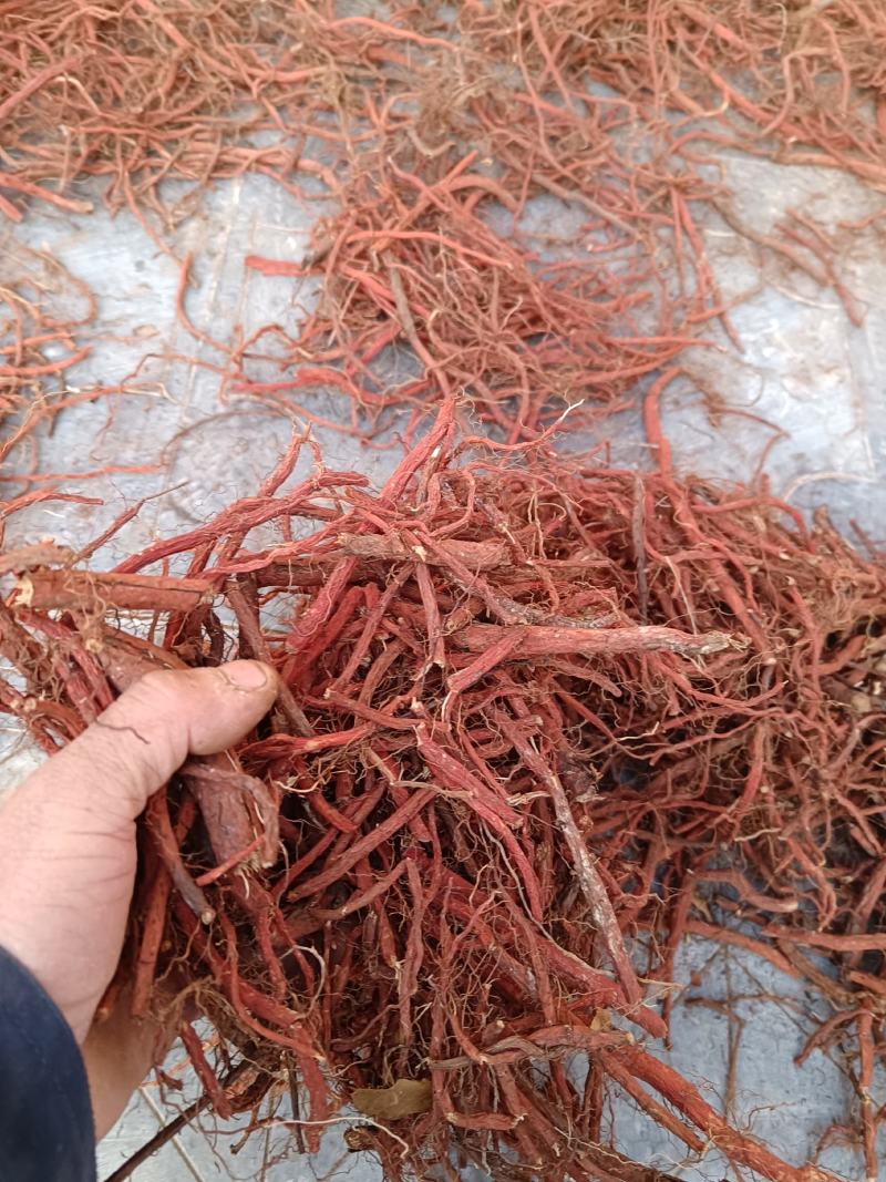 野生茜草