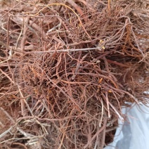 野生茜草