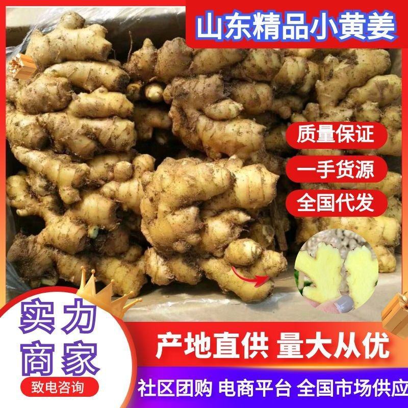 【代收代存】山东小黄姜精品生姜鲜姜上市量大从优对接全国