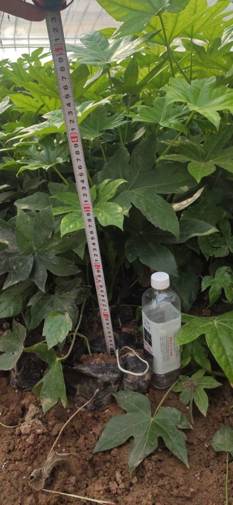 八角金盘绿化专用基地直发视频发货质量保证
