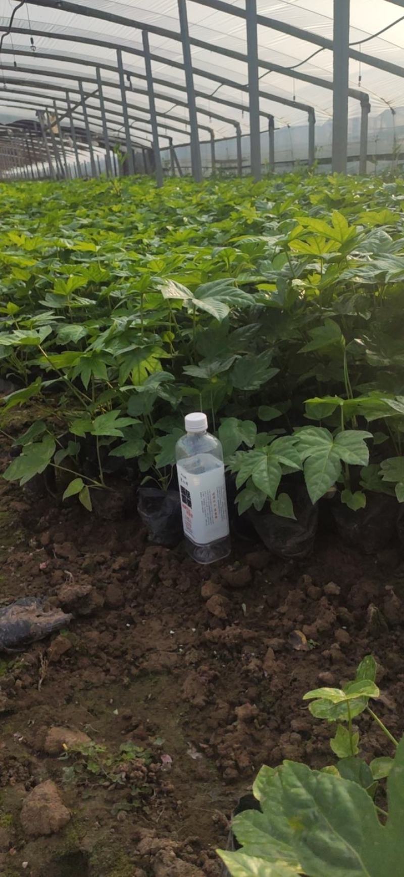 八角金盘绿化专用基地直发视频发货质量保证