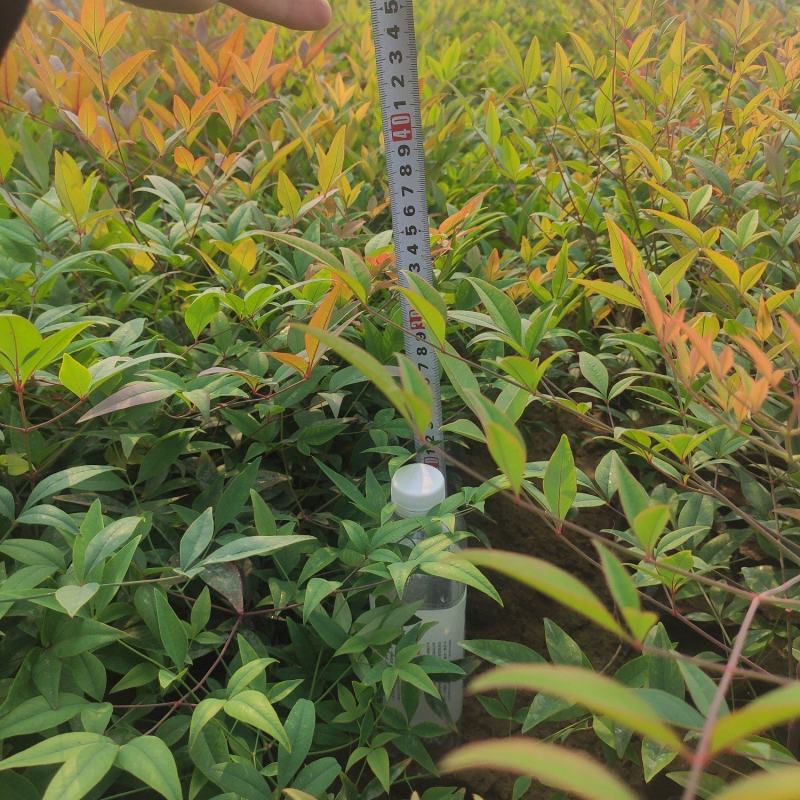 基地直发南天竹视频看货发货绿化专用量大优惠质量保