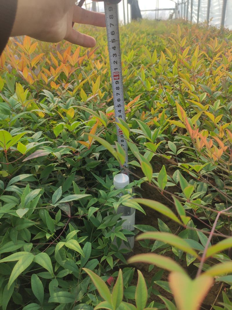 基地直发南天竹视频看货发货绿化专用量大优惠质量保