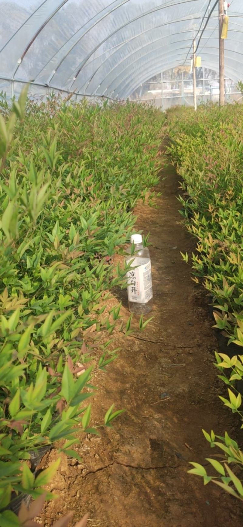 基地直发南天竹视频看货发货绿化专用量大优惠质量保