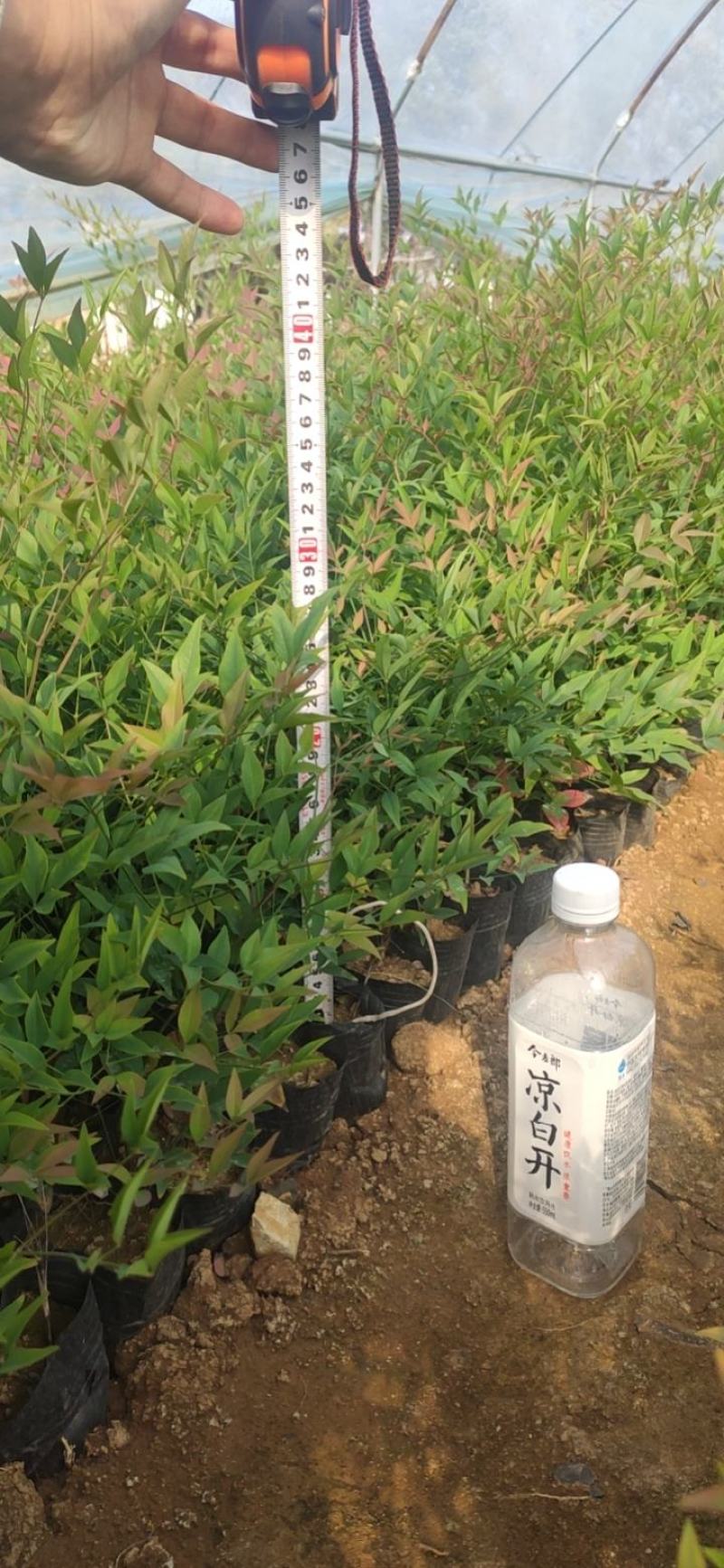 基地直发南天竹视频看货发货绿化专用量大优惠质量保