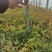 基地直发南天竹视频看货发货绿化专用量大优惠质量保