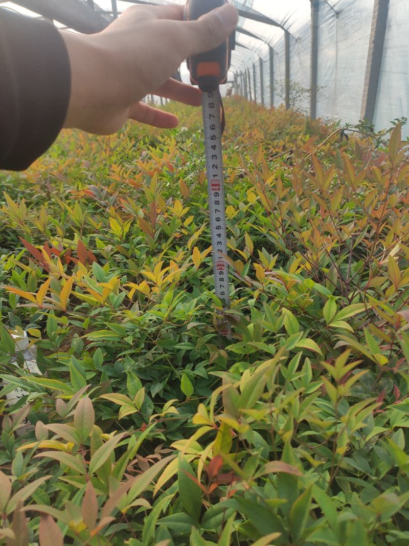 基地直发南天竹视频看货发货绿化专用量大优惠质量保