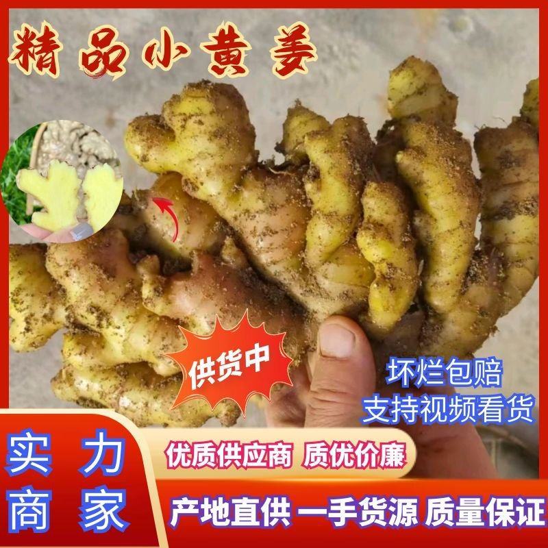 山东生姜优质小黄姜货源充足质量保证全国代发欢迎联系