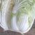 湖北当阳优质大白菜，无虫眼叶，产地直发品质保证价格便宜