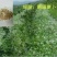 绿肥专用种子肥田萝卜种子茹菜满园花萝卜种籽绿肥作