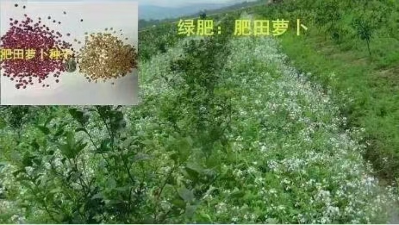 绿肥专用种子肥田萝卜种子茹菜满园花萝卜种籽绿肥作