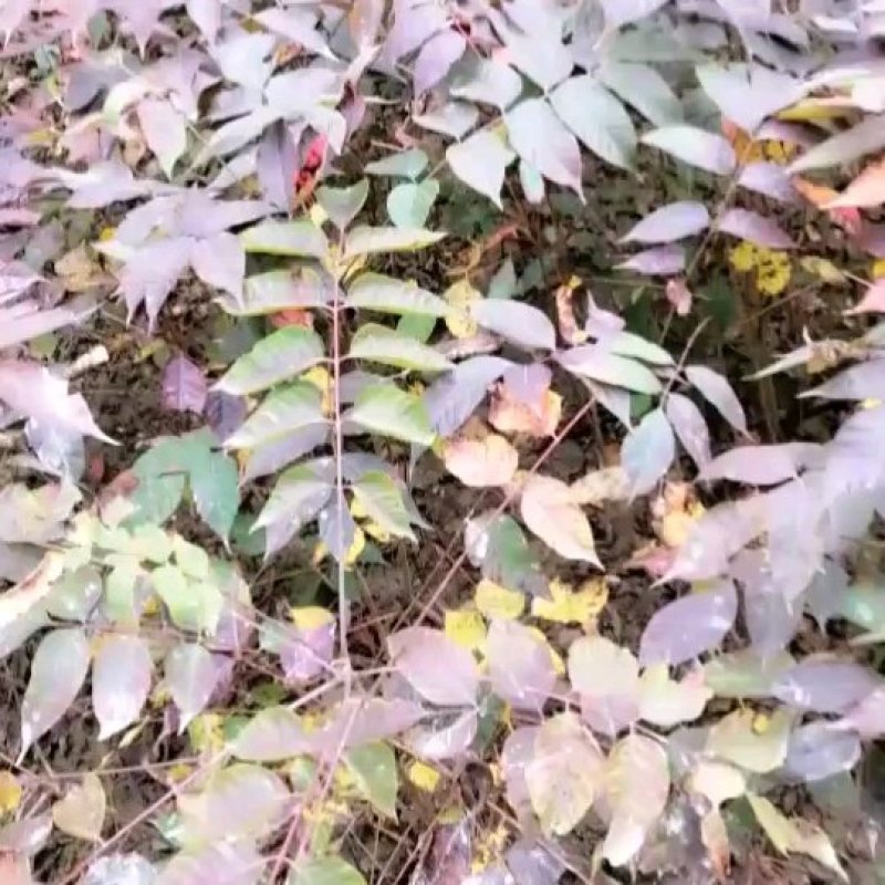 长期供应漆树苗，地径03至1.2cm，高度20至120公