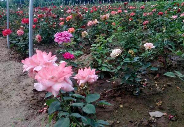 阳台盛开的大花月季全景图