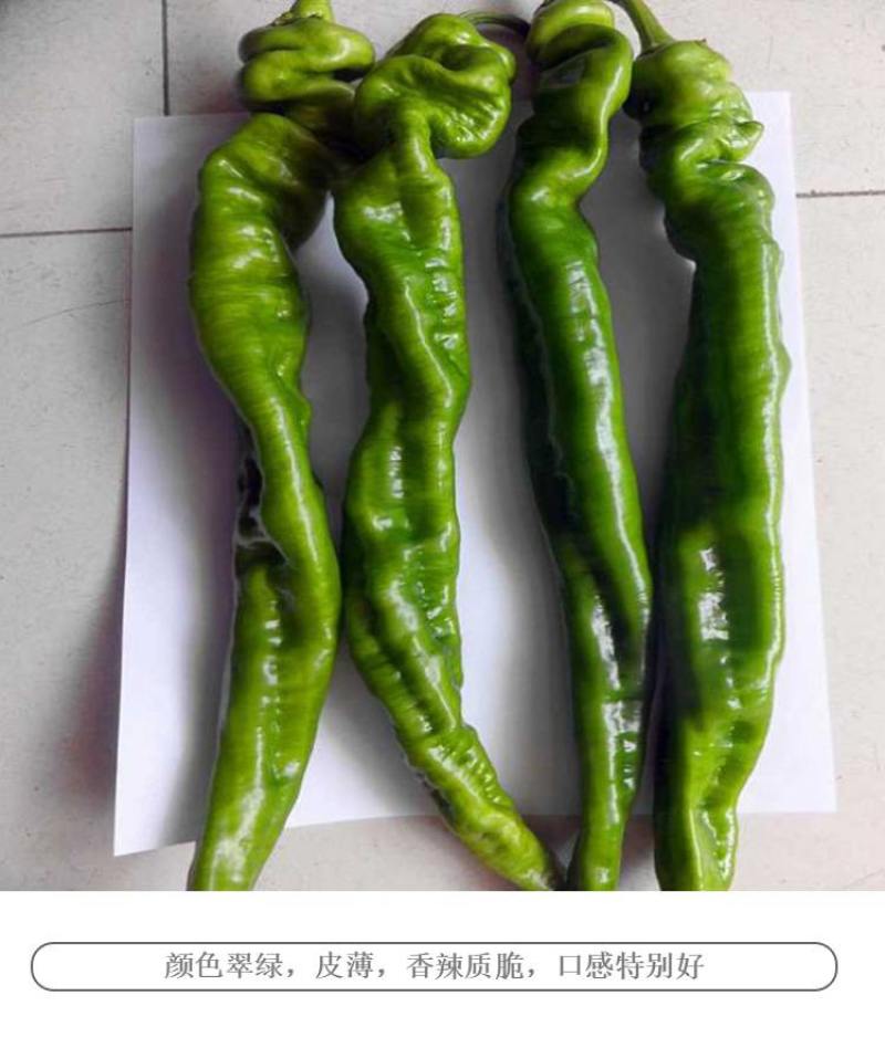 武威辣椒，茄子西红柿