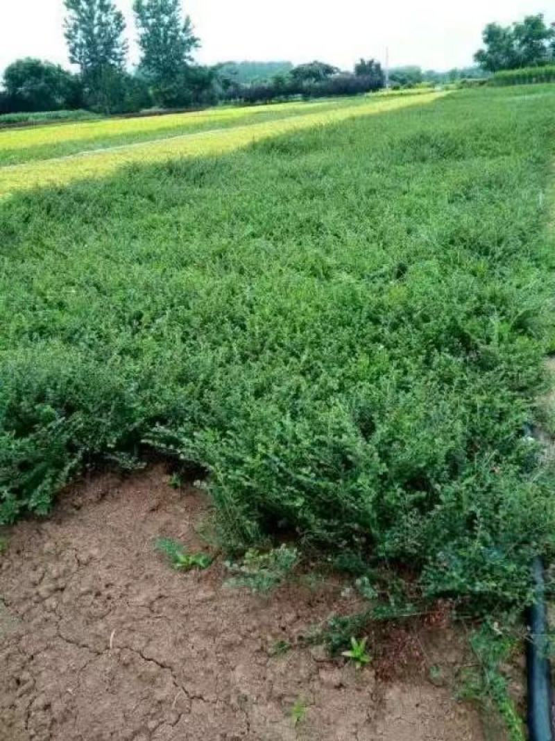 平枝荀子苗