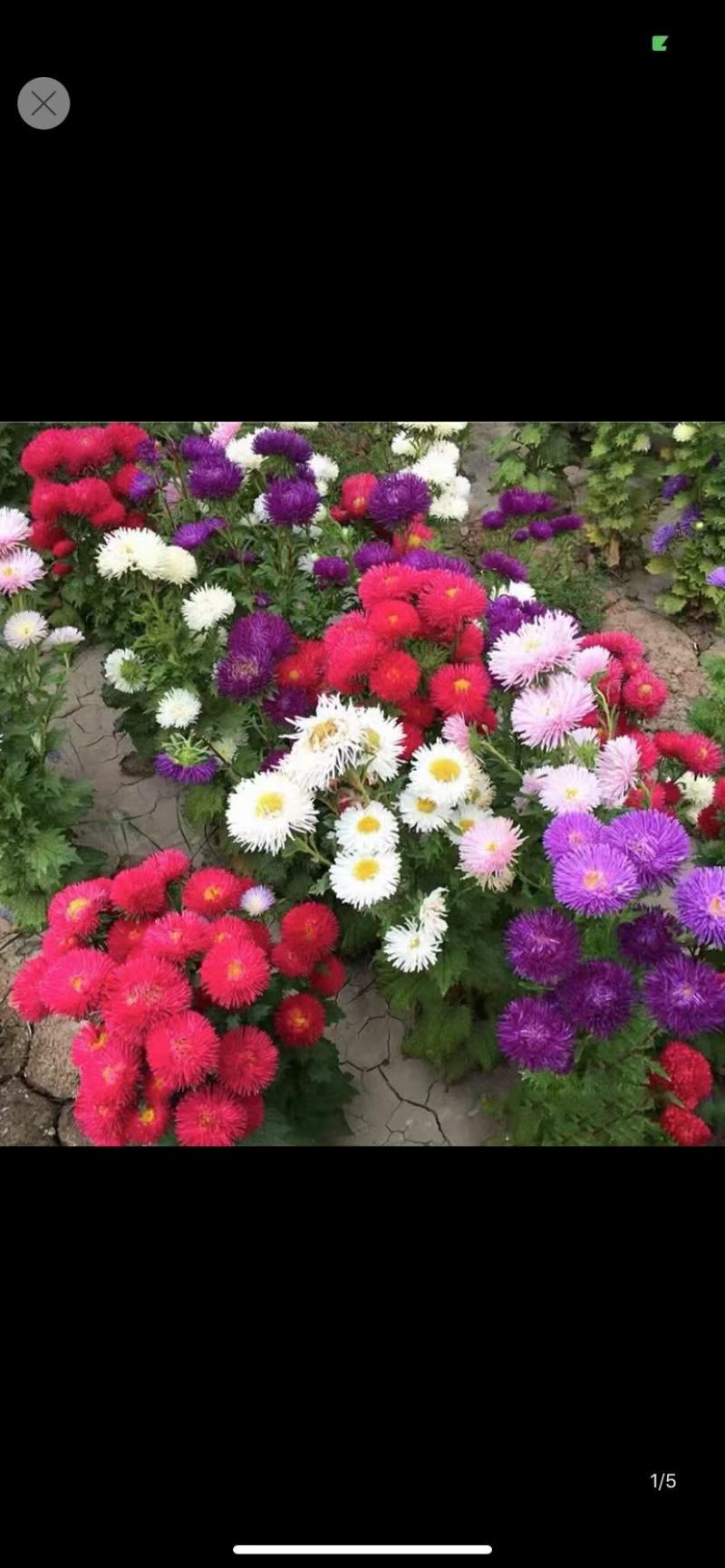 翠菊种子重瓣翠菊花种子籽保您满意视频看货诚信为本欢迎来电
